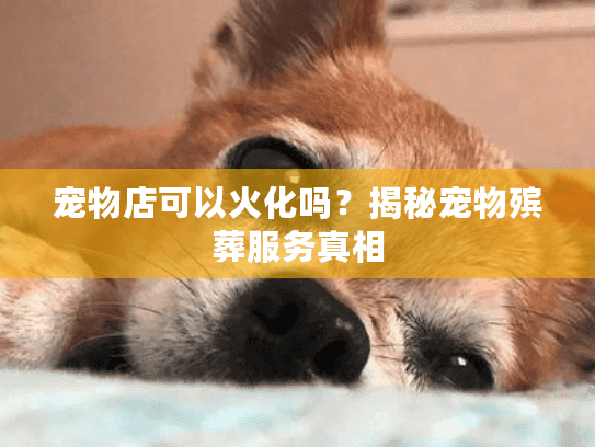 宠物店可以火化吗？揭秘宠物殡葬服务真相