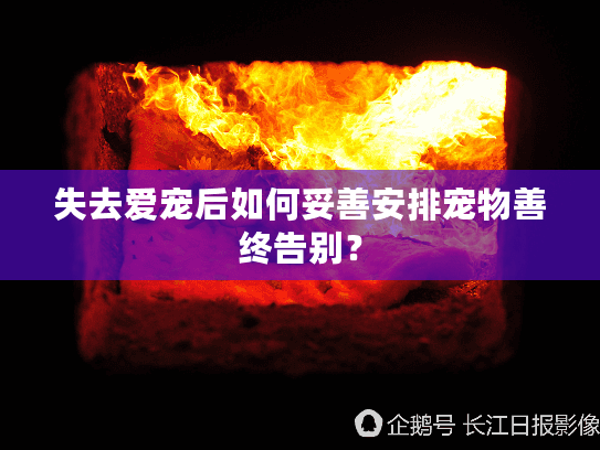 失去爱宠后如何妥善安排宠物善终告别？