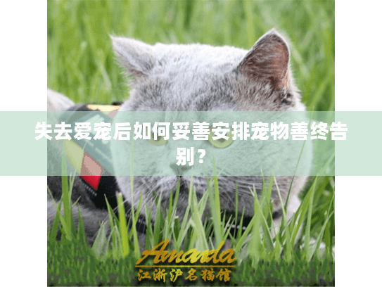 失去爱宠后如何妥善安排宠物善终告别？