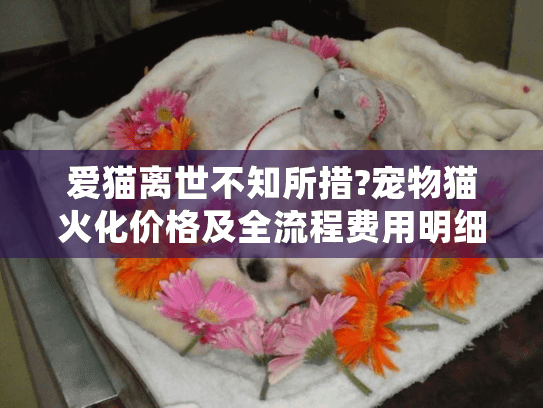 爱猫离世不知所措?宠物猫火化价格及全流程费用明细解析