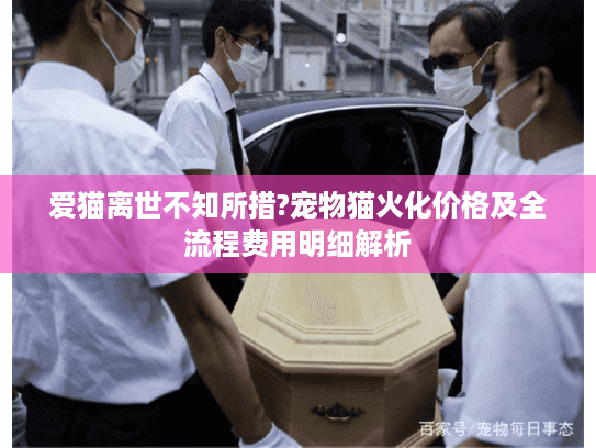 爱猫离世不知所措?宠物猫火化价格及全流程费用明细解析