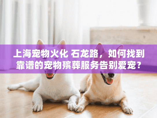 上海宠物火化 石龙路，如何找到靠谱的宠物殡葬服务告别爱宠？