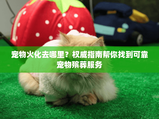 宠物火化去哪里？权威指南帮你找到可靠宠物殡葬服务