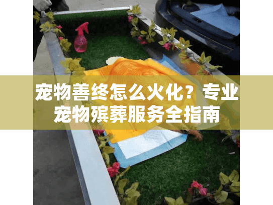 宠物善终怎么火化？专业宠物殡葬服务全指南