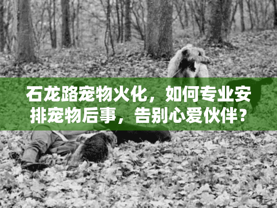 石龙路宠物火化，如何专业安排宠物后事，告别心爱伙伴？