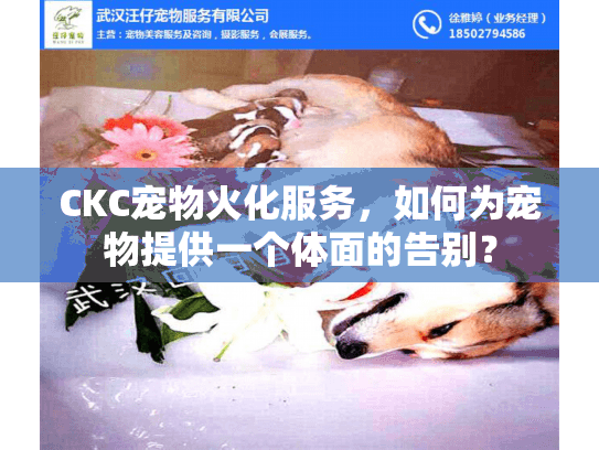 CKC宠物火化服务，如何为宠物提供一个体面的告别？