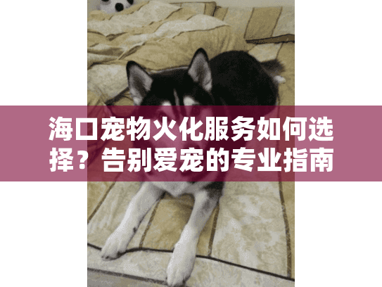 海口宠物火化服务如何选择？告别爱宠的专业指南