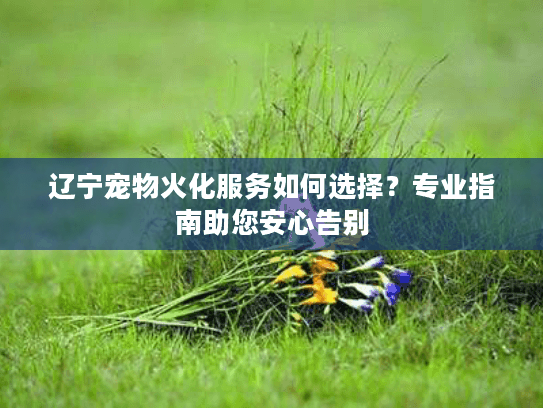辽宁宠物火化服务如何选择？专业指南助您安心告别