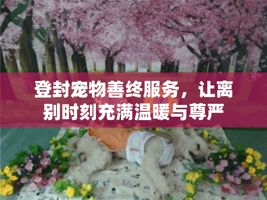 登封宠物善终服务，让离别时刻充满温暖与尊严