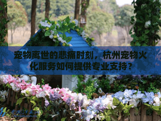 宠物离世的悲痛时刻，杭州宠物火化服务如何提供专业支持？