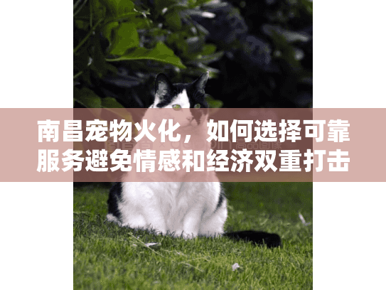 南昌宠物火化，如何选择可靠服务避免情感和经济双重打击