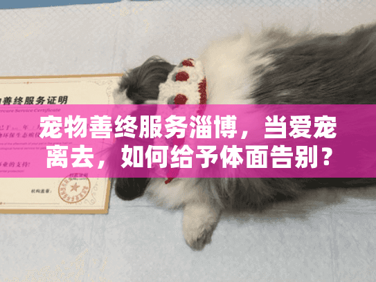 宠物善终服务淄博，当爱宠离去，如何给予体面告别？