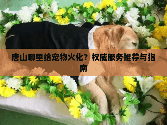 唐山哪里给宠物火化？权威服务推荐与指南