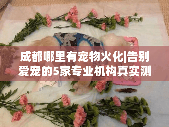 成都哪里有宠物火化|告别爱宠的5家专业机构真实测评