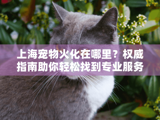 上海宠物火化在哪里？权威指南助你轻松找到专业服务