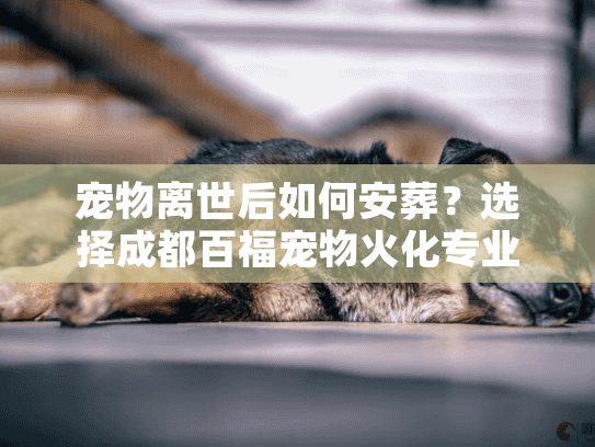 宠物离世后如何安葬？选择成都百福宠物火化专业服务