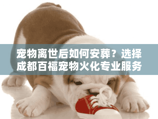 宠物离世后如何安葬？选择成都百福宠物火化专业服务