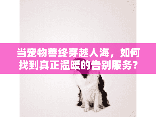 当宠物善终穿越人海，如何找到真正温暖的告别服务？