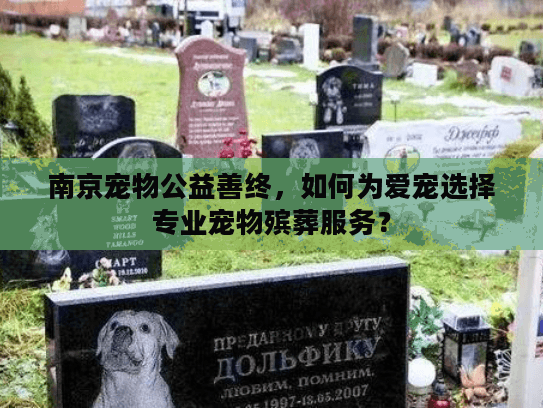 南京宠物公益善终，如何为爱宠选择专业宠物殡葬服务？