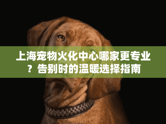 上海宠物火化中心哪家更专业？告别时的温暖选择指南