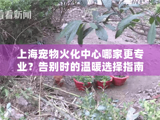 上海宠物火化中心哪家更专业？告别时的温暖选择指南