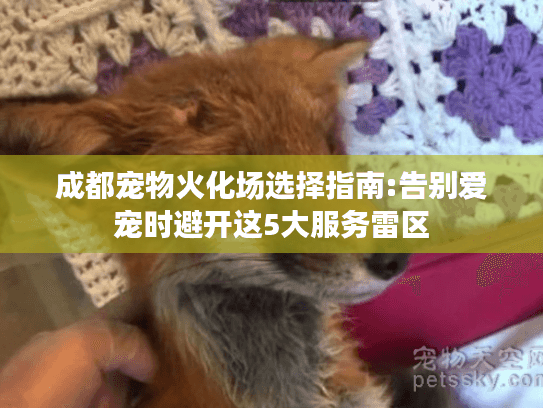 成都宠物火化场选择指南:告别爱宠时避开这5大服务雷区