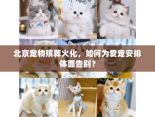 北京宠物殡葬火化，如何为爱宠安排体面告别？