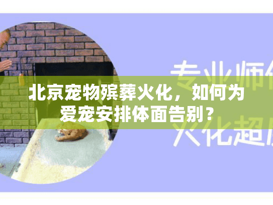 北京宠物殡葬火化，如何为爱宠安排体面告别？