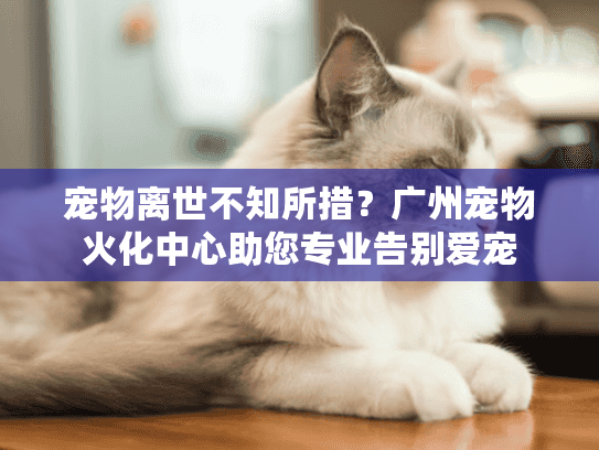 宠物离世不知所措？广州宠物火化中心助您专业告别爱宠