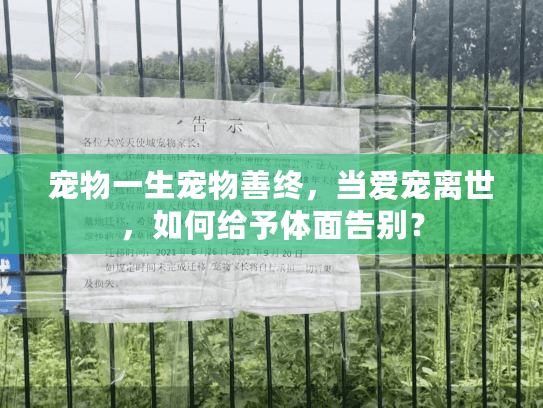 宠物一生宠物善终，当爱宠离世，如何给予体面告别？