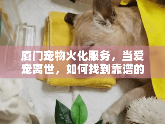 厦门宠物火化服务，当爱宠离世，如何找到靠谱的火化方案？