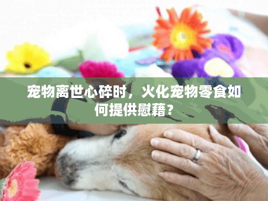 宠物离世心碎时，火化宠物零食如何提供慰藉？