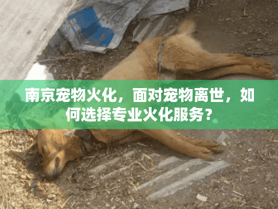 南京宠物火化，面对宠物离世，如何选择专业火化服务？