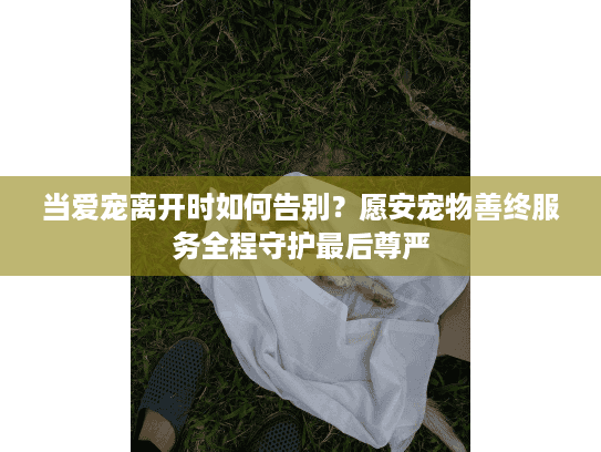 当爱宠离开时如何告别？愿安宠物善终服务全程守护最后尊严