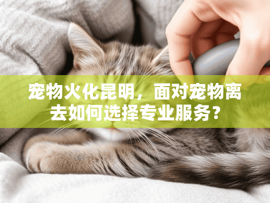 宠物火化昆明，面对宠物离去如何选择专业服务？