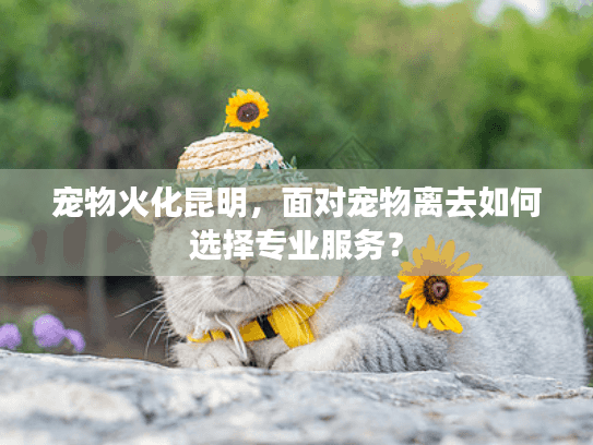 宠物火化昆明，面对宠物离去如何选择专业服务？