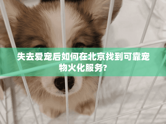 失去爱宠后如何在北京找到可靠宠物火化服务?