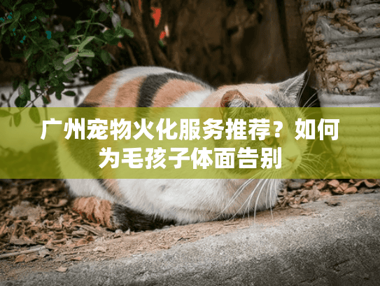 广州宠物火化服务推荐？如何为毛孩子体面告别
