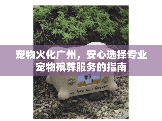 宠物火化广州，安心选择专业宠物殡葬服务的指南