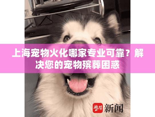 上海宠物火化哪家专业可靠？解决您的宠物殡葬困惑