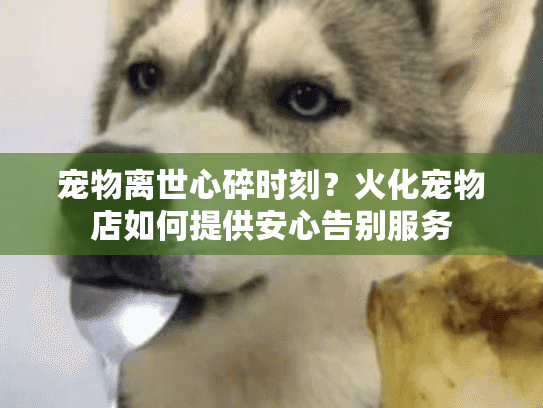 宠物离世心碎时刻？火化宠物店如何提供安心告别服务