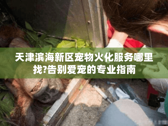 天津滨海新区宠物火化服务哪里找?告别爱宠的专业指南