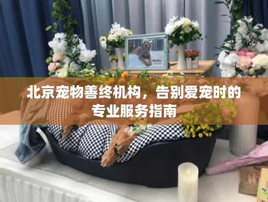 北京宠物善终机构，告别爱宠时的专业服务指南