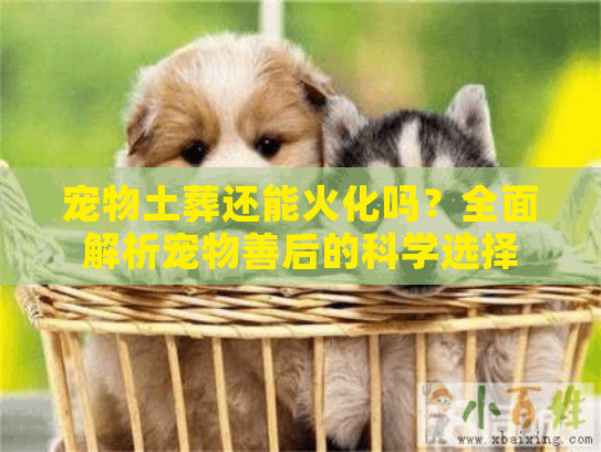 宠物土葬还能火化吗？全面解析宠物善后的科学选择