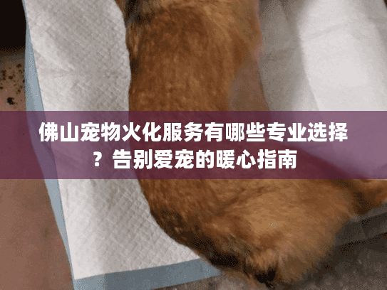 佛山宠物火化服务有哪些专业选择？告别爱宠的暖心指南