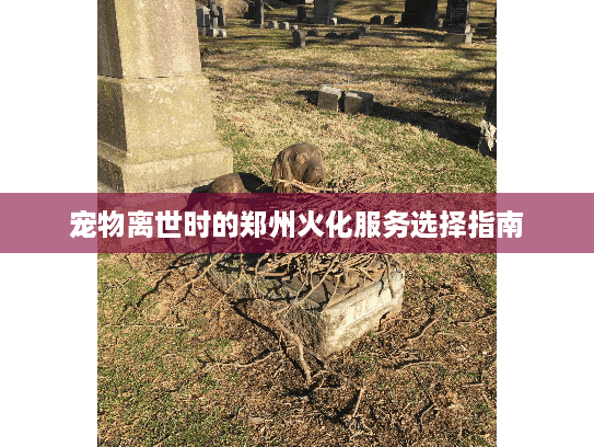 宠物离世时的郑州火化服务选择指南