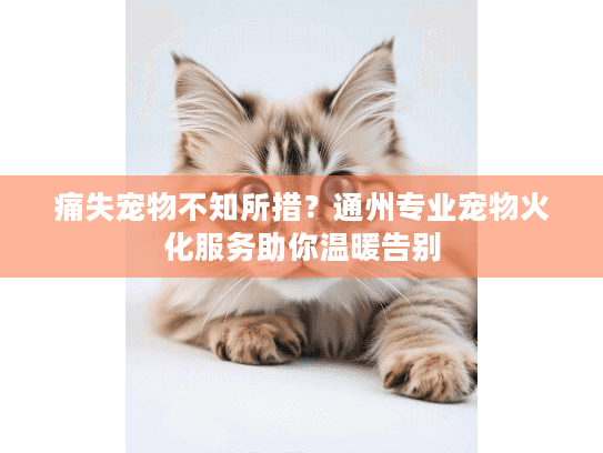 痛失宠物不知所措？通州专业宠物火化服务助你温暖告别