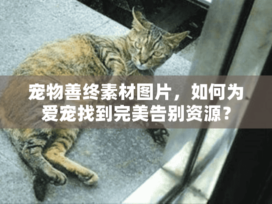 宠物善终素材图片，如何为爱宠找到完美告别资源？