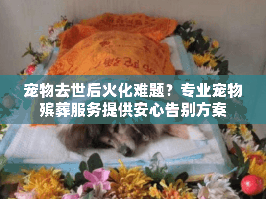 宠物去世后火化难题？专业宠物殡葬服务提供安心告别方案