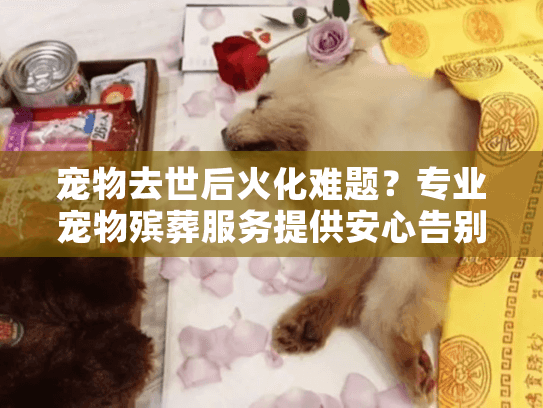 宠物去世后火化难题？专业宠物殡葬服务提供安心告别方案